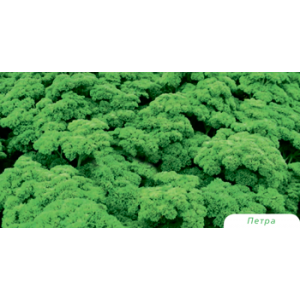Петра - петрушка кудрявая, Bejo Голландия фото, цена